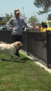 How do you handle a potential #dogfight ? Understanding a few simple things that I explain here will help you better understand the dangers and how to help your dog! Check my online #dogtraining at: https://robertcabral.com My online course for #dogtrainers : http://shelterdogtraining.com #dogtrainingvideos #dogtrainingvideos #dogtrainingadvice #doglover #doglovers | Robert Cabral