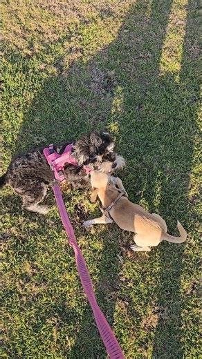 Chihuahua Playing With Miniature Schnauzer
