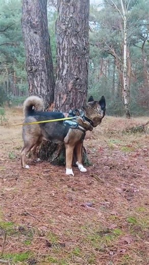 Why the Older American Akita Marks Last