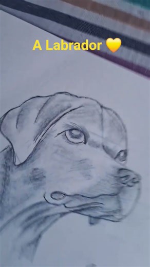 sketch of a Labrador#drawing #labrador