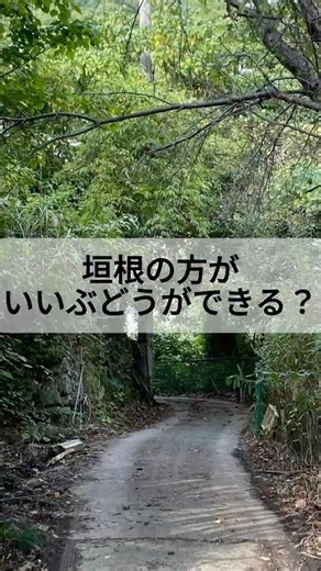 垣根の方がいい葡萄ができる？