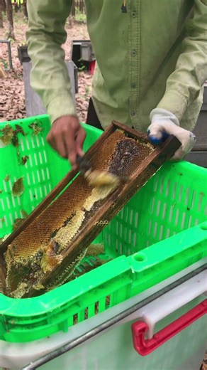 Hive Ready 🍯🐝 | Uncapping for Extraction