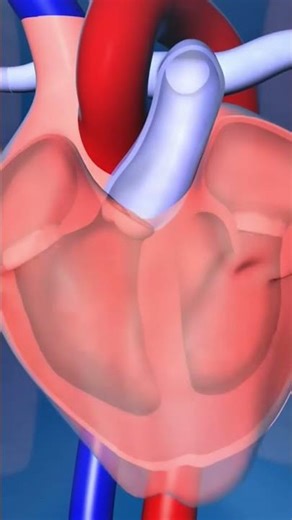 biology 3d animation #shorts #viral