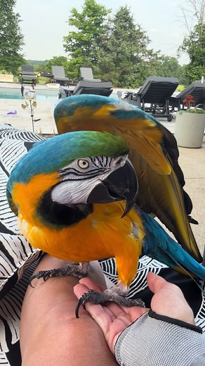 Understanding Macaw Parrot Behavior and Features