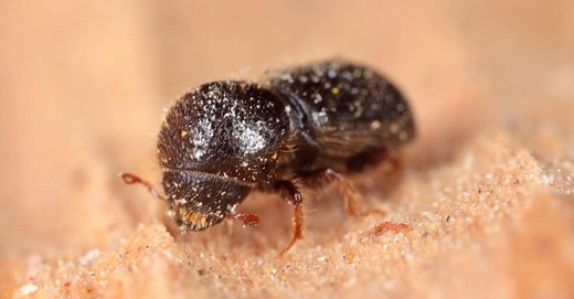 Ambrosia Beetle