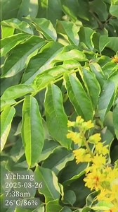 Golden rain trees in bloom, scattering light and petals across the morning air. #nature #trees