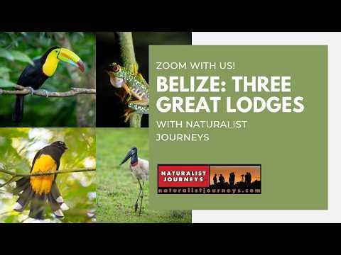 ZOOM WITH US: Birds & Nature of Belize w/ Woody Wheeler