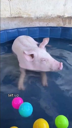 Shocking and Heartbreaking: Large Pig Falls from Moving Truck and Finds a Second Chance 🐖💔