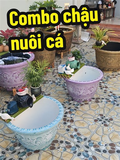 Combo chậu nuôi cá đơn giản cho không gian sống