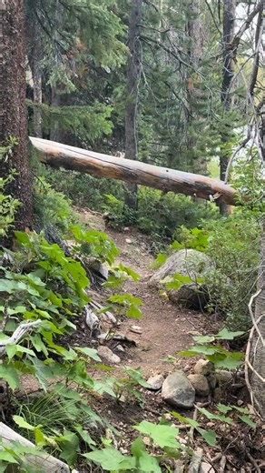 Marc Warnke on Instagram: "It takes a lot of trail miles for a good string to get this down. They end up knowing exactly where the top of their saddles is and how low to squat. The hang ups can be a pain while they learn and they just have to “figure it out.” There is no easy way to show a goat how to squat below an unseen upright on their back. That is one of the reasons I invented this design of saddle to allow for a shorter pannier attachment helping them to navigate this tough obstacle. #the