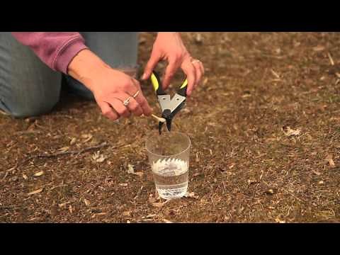 How to Prune an Old, Leggy Rhododendron : Pruning Tips