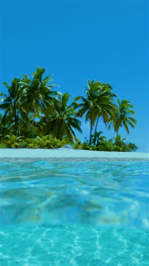 Love Grows Here 🌍 This Earth Day, we’re celebrating over four decades of impact, innovation, and stewardship across education, community, and the environment. 🌱 Nearly 30,000 trees planted to restore coastlines and strengthen food resilience 🪸Over 33,000 coral fragments planted with a 90% survival rate 🐢 Over 250,000 sea turtle hatchlings safely released into the sea 🤝 Local farmers, artisans, and environmental leaders empowered to create lasting change Every reef we restore, every mangrove