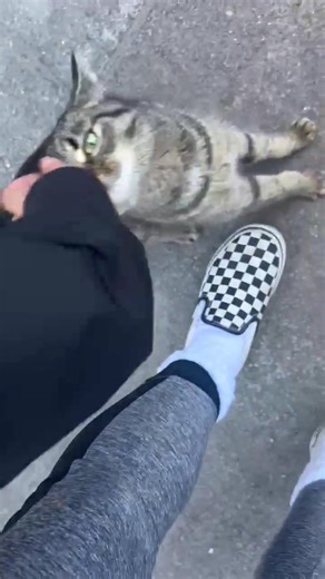 DETROIT, MI AREA. Looking for rescue help for a very friendly cat. Not sure if male or female. Has been posted on Louie's lost/found site. Not checked for a microchip yet. Poster has left food and water. PLEASE SHARE. Contact information is Elena.Bermoy@yahoo.com | Michigan's Urgent Cats