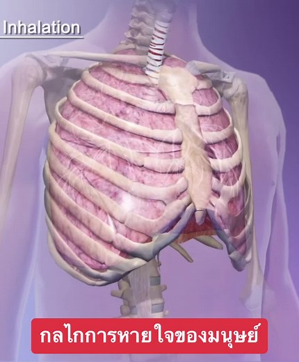 Breathing Mechanism (กลไกการหายใจของร่างกาย) #วิทย์พี่โบ๊ท #scistory #ชีววิทยา #Biology #breathing #mechanism