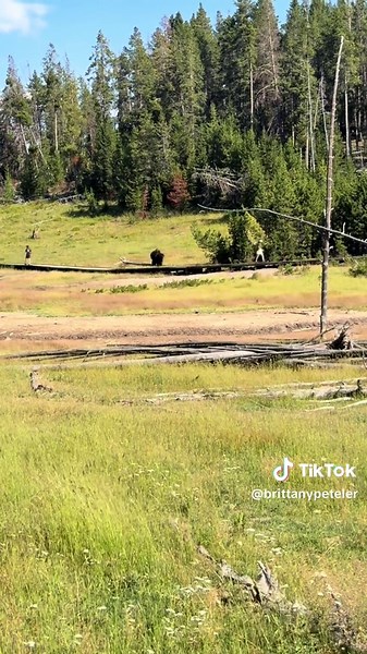 #yellowstonenationalpark #buffalo #dontrun #mudvalcano | buffalo yellowstone park tourist