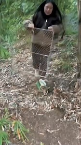 flip cage makes pigeon farming so easy 🕊️ peaceful vibes 🌾 #birds #villagelife #birdcage #fblifestyle #shorts | Tri Wijaya