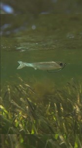 NLBN 4" K-Tail Action Underwater