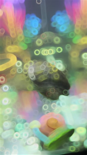 Mick and Min #babyturtle #cuteturtles #mick #min #turtlepet