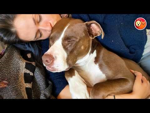 This Rescue Pit Bull And His Owner Can’t Sleep Unless They’re Together