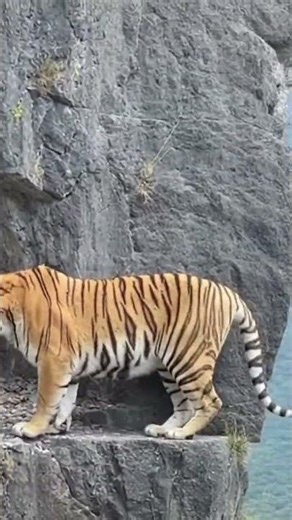 Tiger's Unexpected Encounter at Cliff's Edge