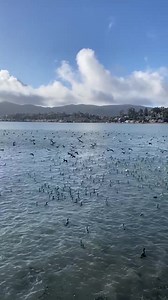 92 reactions · 17 shares | It's on! The first herring spawning in...