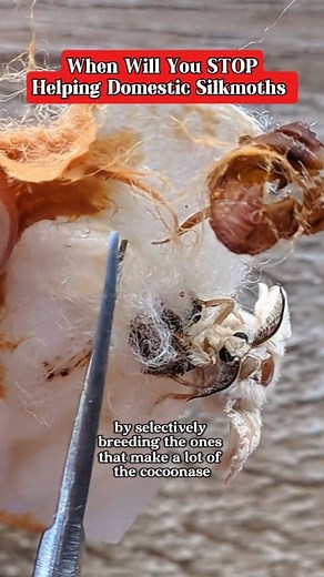 67K views · 1.5K reactions | How to Raise Healthy Moths at Home #raisingmoths #mothcare , #entomology #moths #insectlovers | Jackie Rice | Facebook