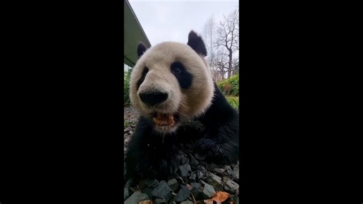 Panda-tastic! Giant pandas and red pandas enjoy early holiday treats at Berlin and Cincinnati zoos