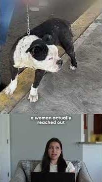 Stolen Dog Recognizes Her Family After 2 Years Apart | The Dodo