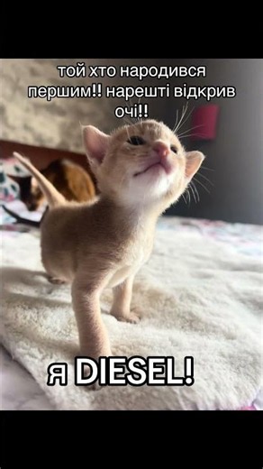 Я DIESEL! #abyssinianbreed #kitten #love #abyssinian