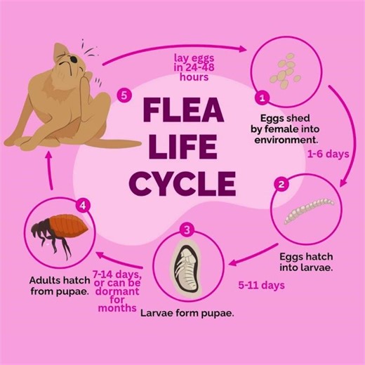 🚨 Flea Life Cycle Explained — Why Fleas Keep Coming Back!