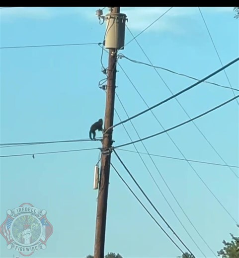 Firewire has been made aware that the missing monkey from Zootastic Park in Troutman has been located following an incident in which it was struck by a vehicle. We have been in direct contact with Scotty Brown, who confirmed that the animal is currently receiving veterinary care and is in stable condition. Any additional updates regarding the monkey’s status will be provided directly by Zootastic Park. #missingmonkey #TroutmanNC #Troutman #zoo #monkey | Iredell Firewire