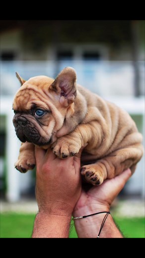 Blue Fawn Merle Carrier French Bulldog Facts and Cuteness Overload