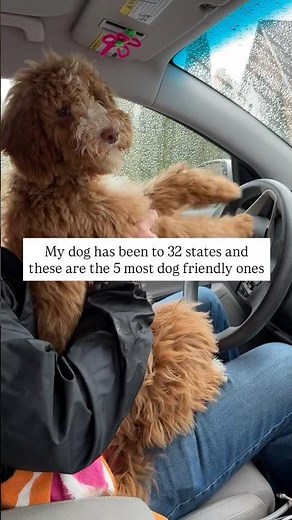 Top 5 Dog-Friendly states for traveling with your pet!