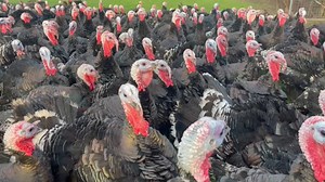 L'agriculture manque de bras au Royaume-Uni, après le Brexit et le départ de travailleurs européens