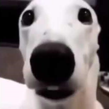 Dog shivering sound effect