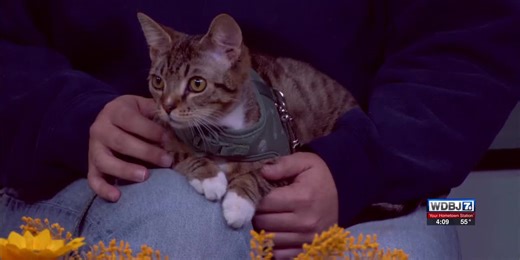 Angels of Assisi Talks “Mega” Adoption Event