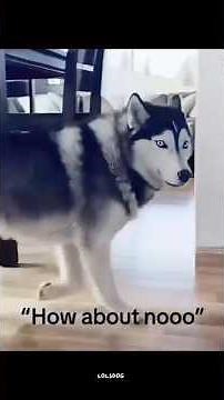 Dogs With Big Sticks, Big Messes | Teaching Each Other & “Speaking” Dogs