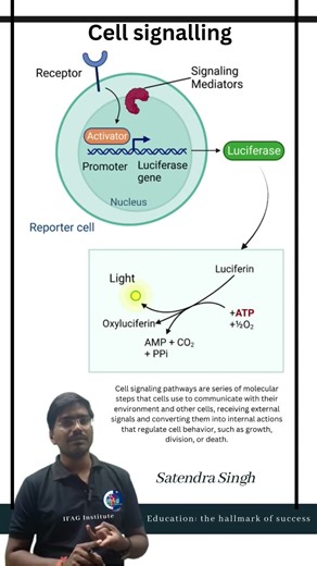 Cell signalling pathway
