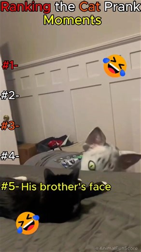 Top 5 Cats That Are Totally Broken 💀 | #rank #cats #Shorts