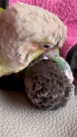 Cute conures!