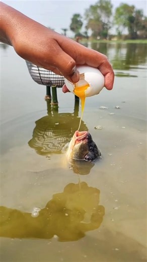 Unbelievable Golden Crup Fish eating the chicken egg Fish eating secens
