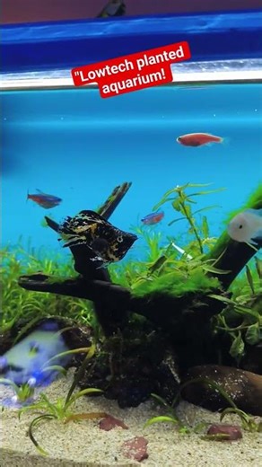 #lowtechtank#viralvideo