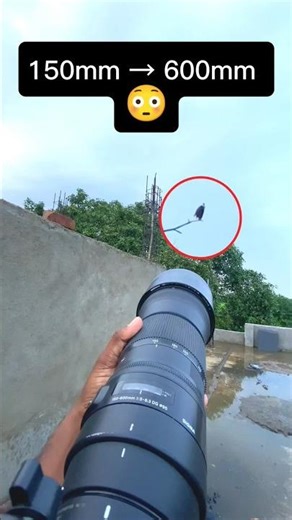 150-600mm Lens Zoom Test | Wildlife Photography 📸😲 #photography #wildlife