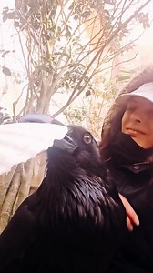Moonin won't let go of the shell 😄😊🤗🖤 #mooninraven #Ravens #crows #fblifestyle | Moonin Raven