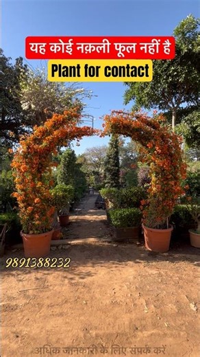 Bougainvillea Gate Design 🌸 | Garden Entrance Ideas #gardening #garden #gateflower #gardeningideas