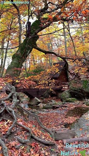 Beautiful Nature ( Autumn)🌿🍃#nature #naturelovers #autumn