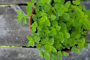 Orégano: para qué sirve y cómo usar (en té, comidas y más)