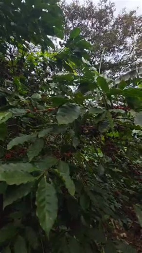 Exploring the Rich Heritage of Guatemalan Coffee