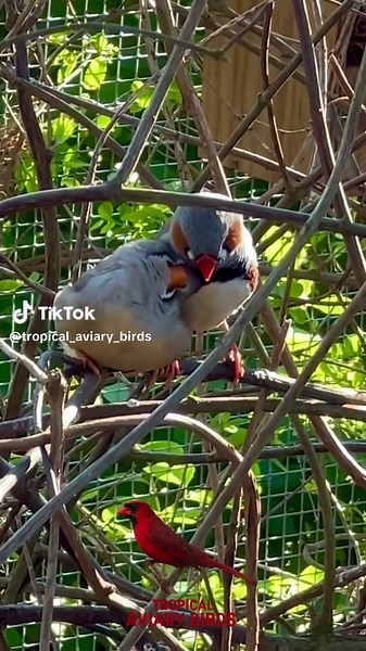 Zebra Finch Jumbo Breeding Pair together in Outdoor Finches Bird Aviary