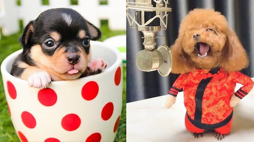 Furry Comedians: Funny and Cute Dogs Stealing the Show